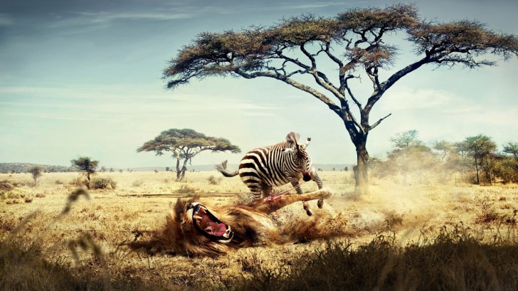 Attacking Zebra HD Wallpaper