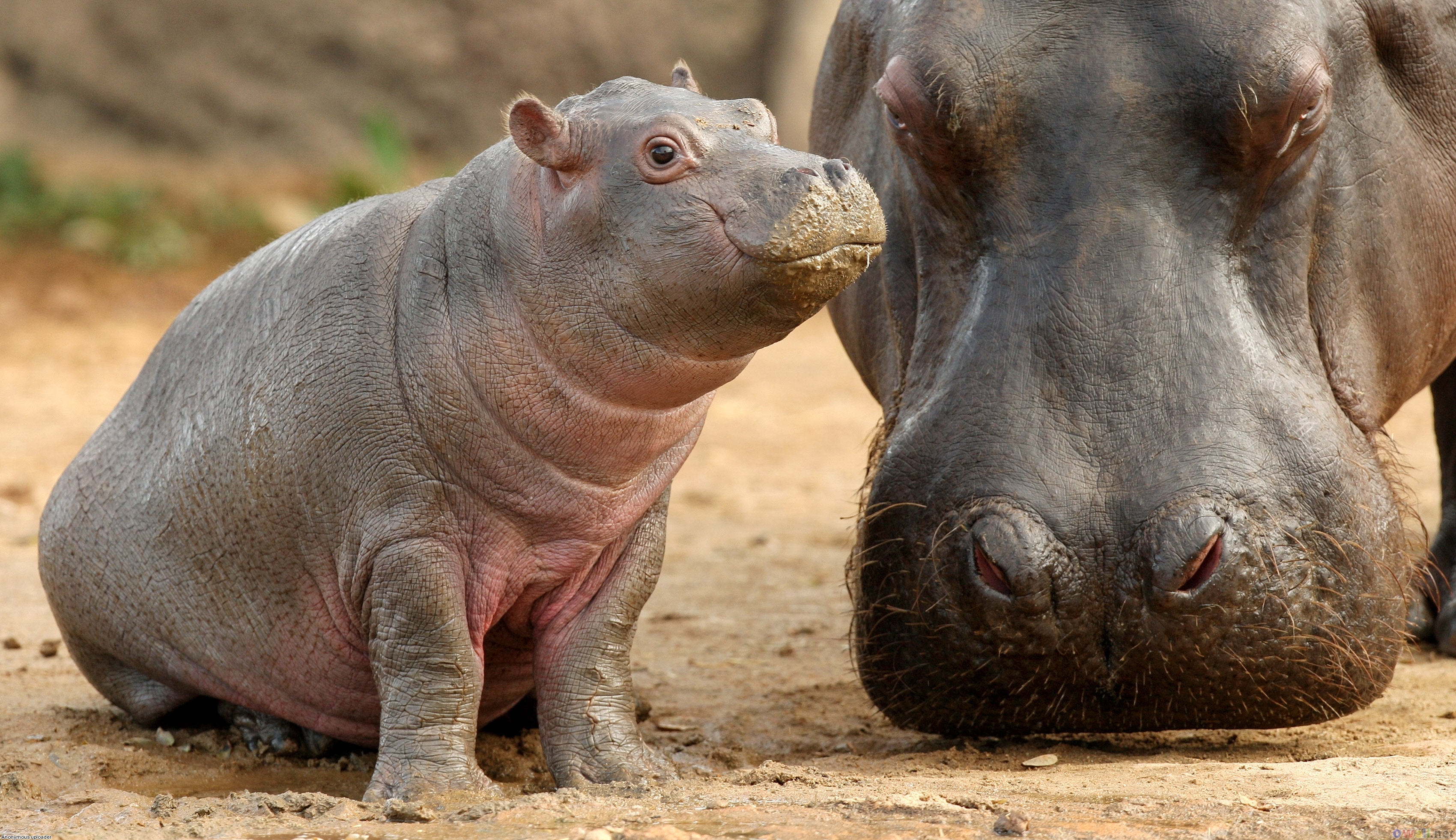 Baby Hippos Wallpaper