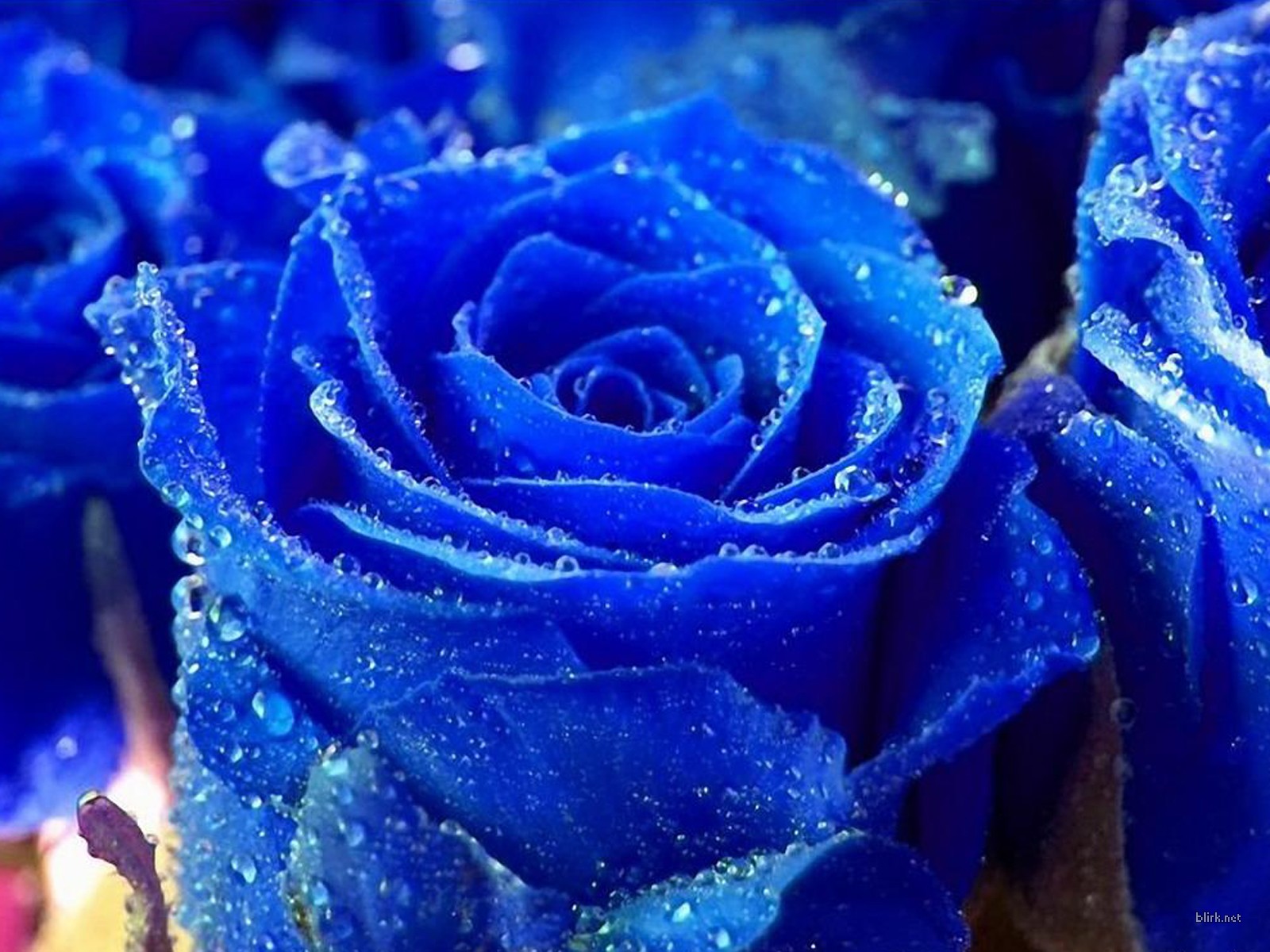 Single Blue Rose Wallpaper