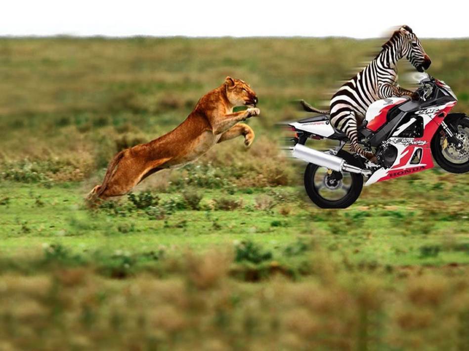 Zebra And Lion Funny Wallpapers