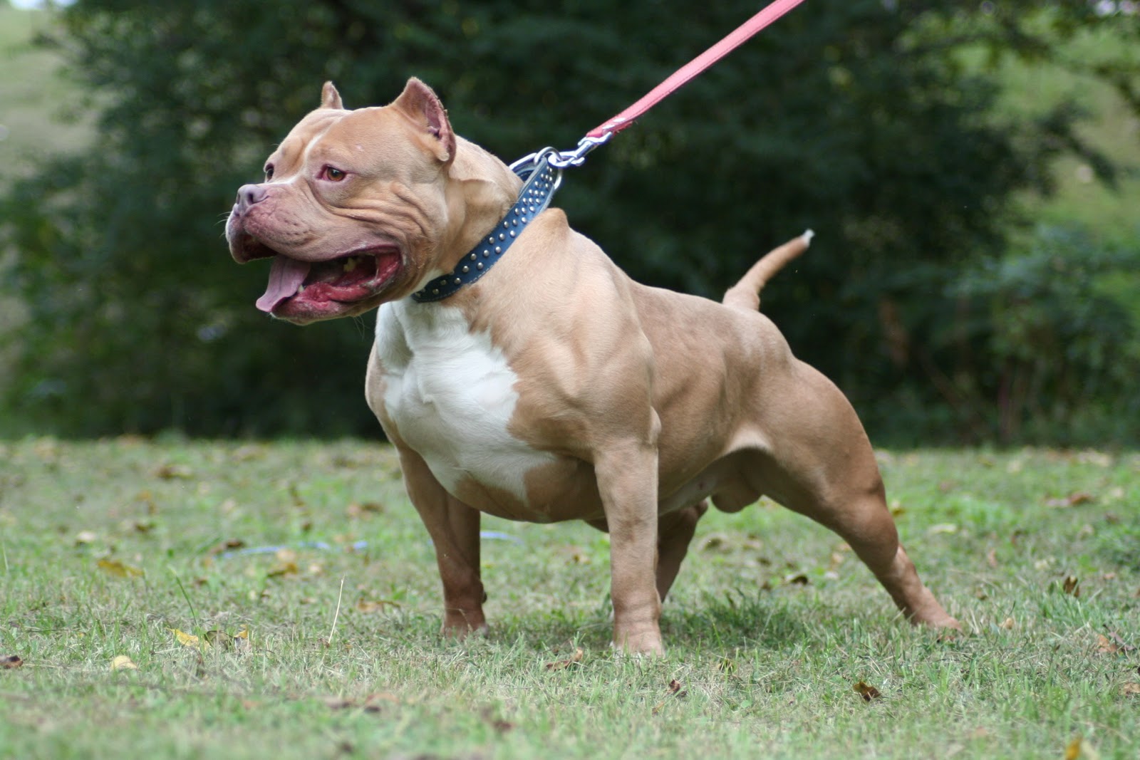 American Pitbull Dog