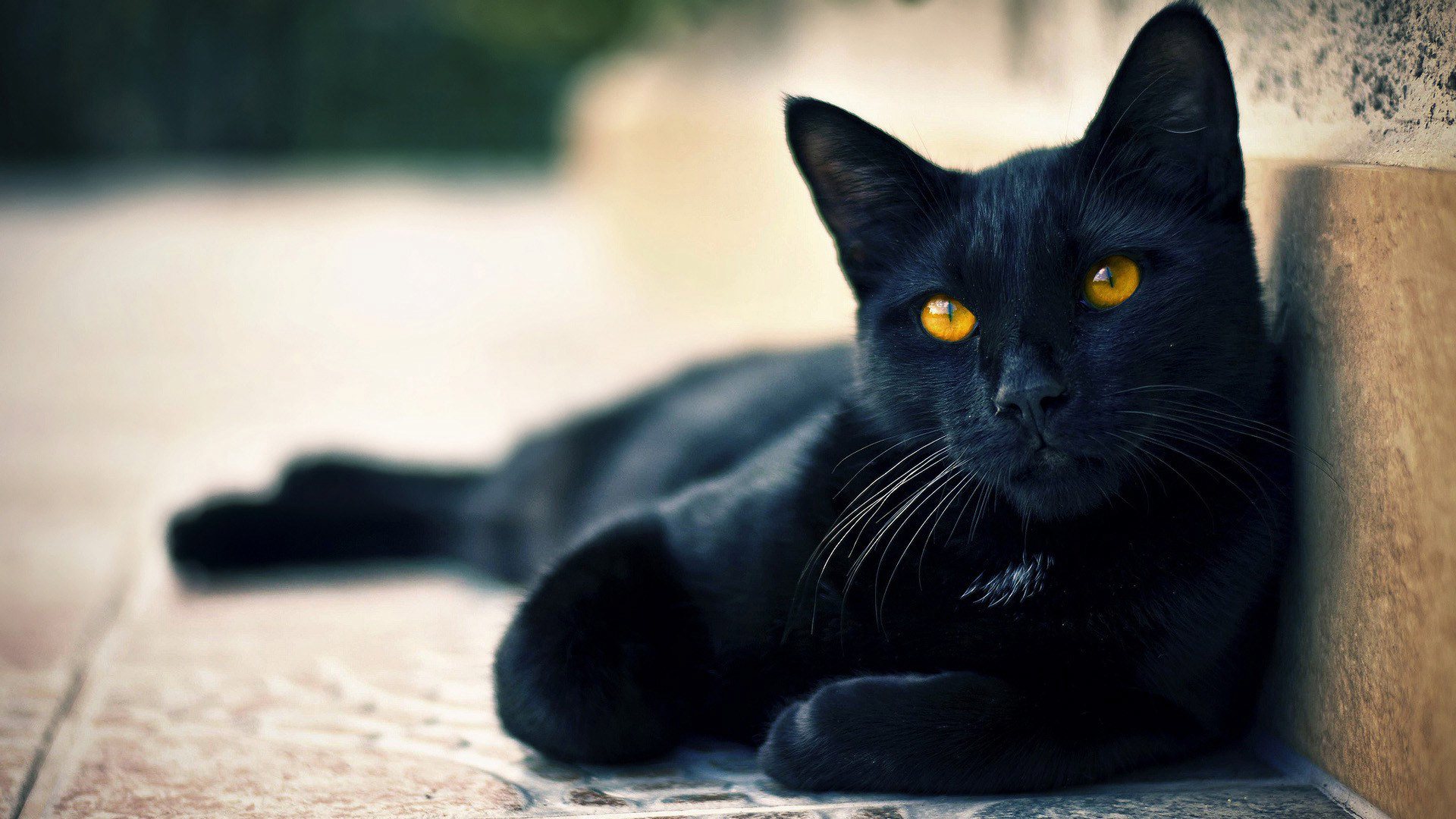 Black Cat Yellow Eyes