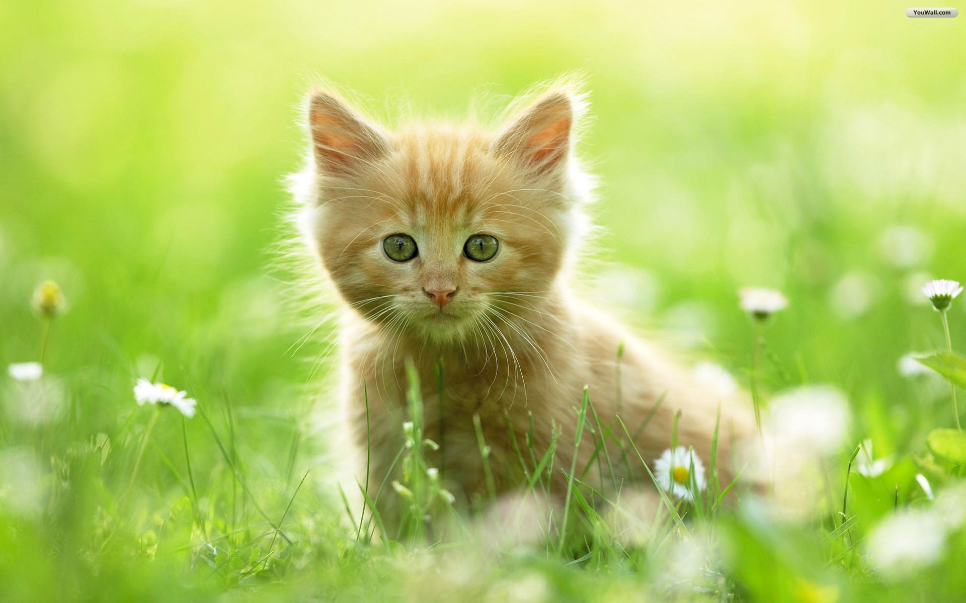 Cat Wallpapers