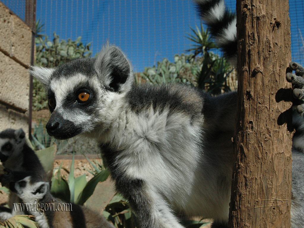 Free Lemurs Wallpaper