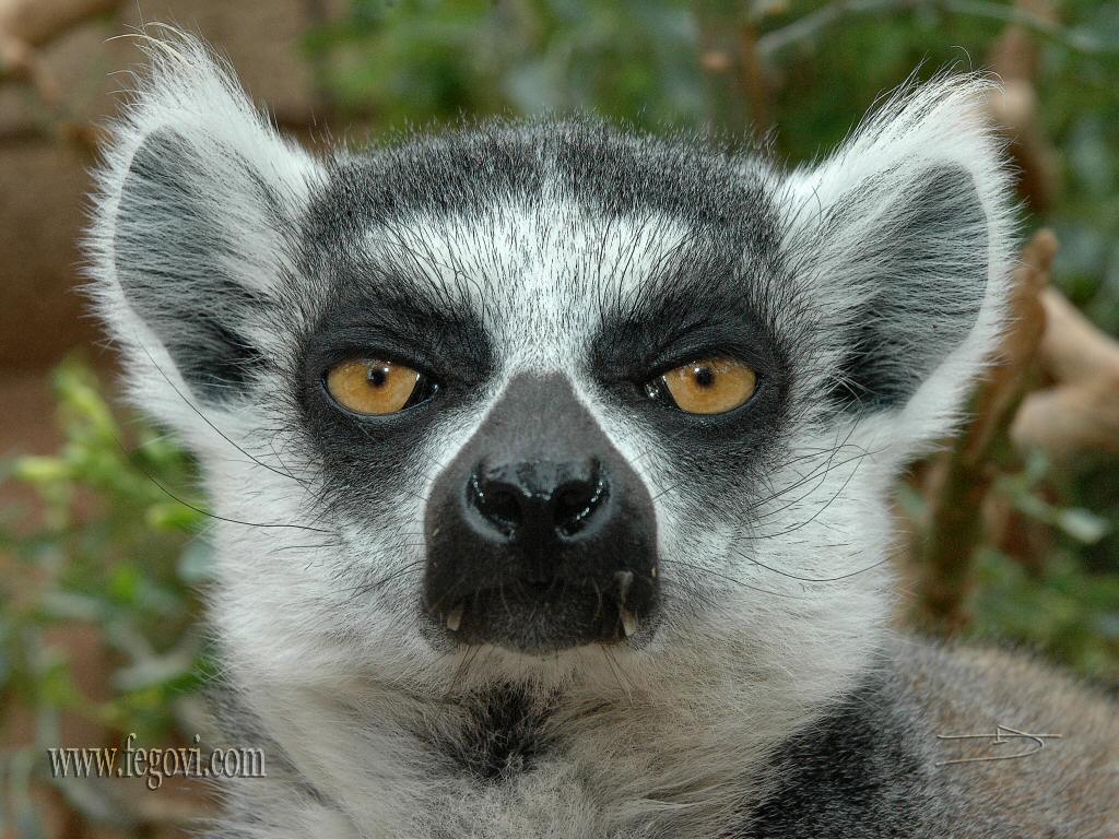 Lemurs Animal