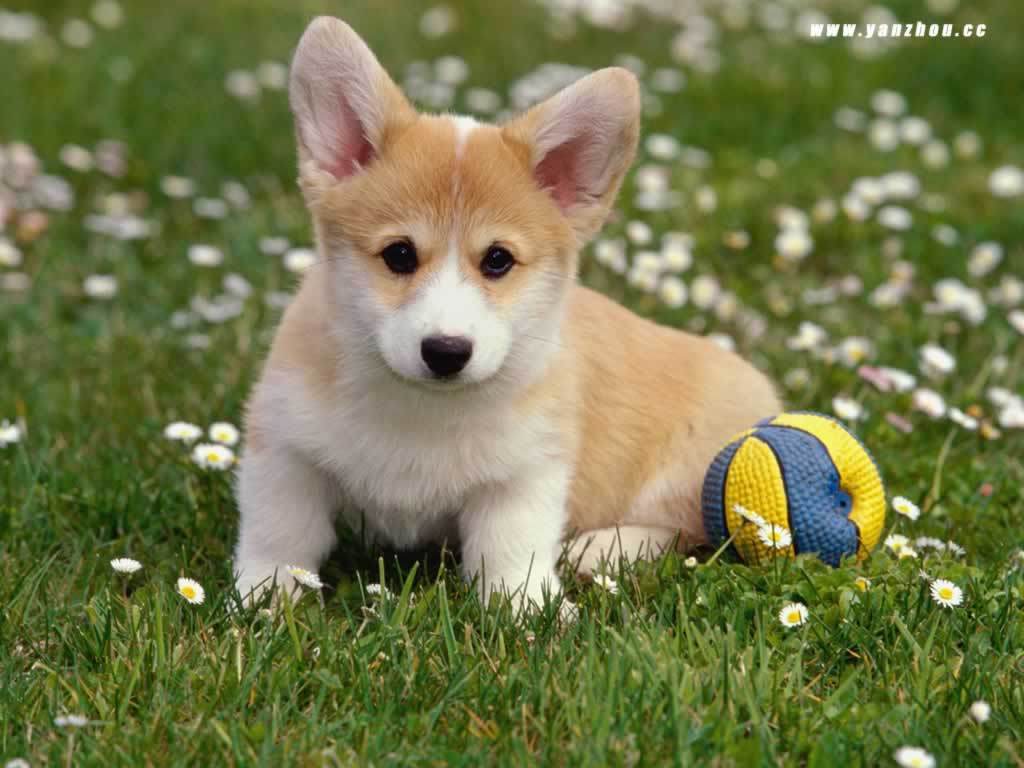 Puppy Dog Wallpapers