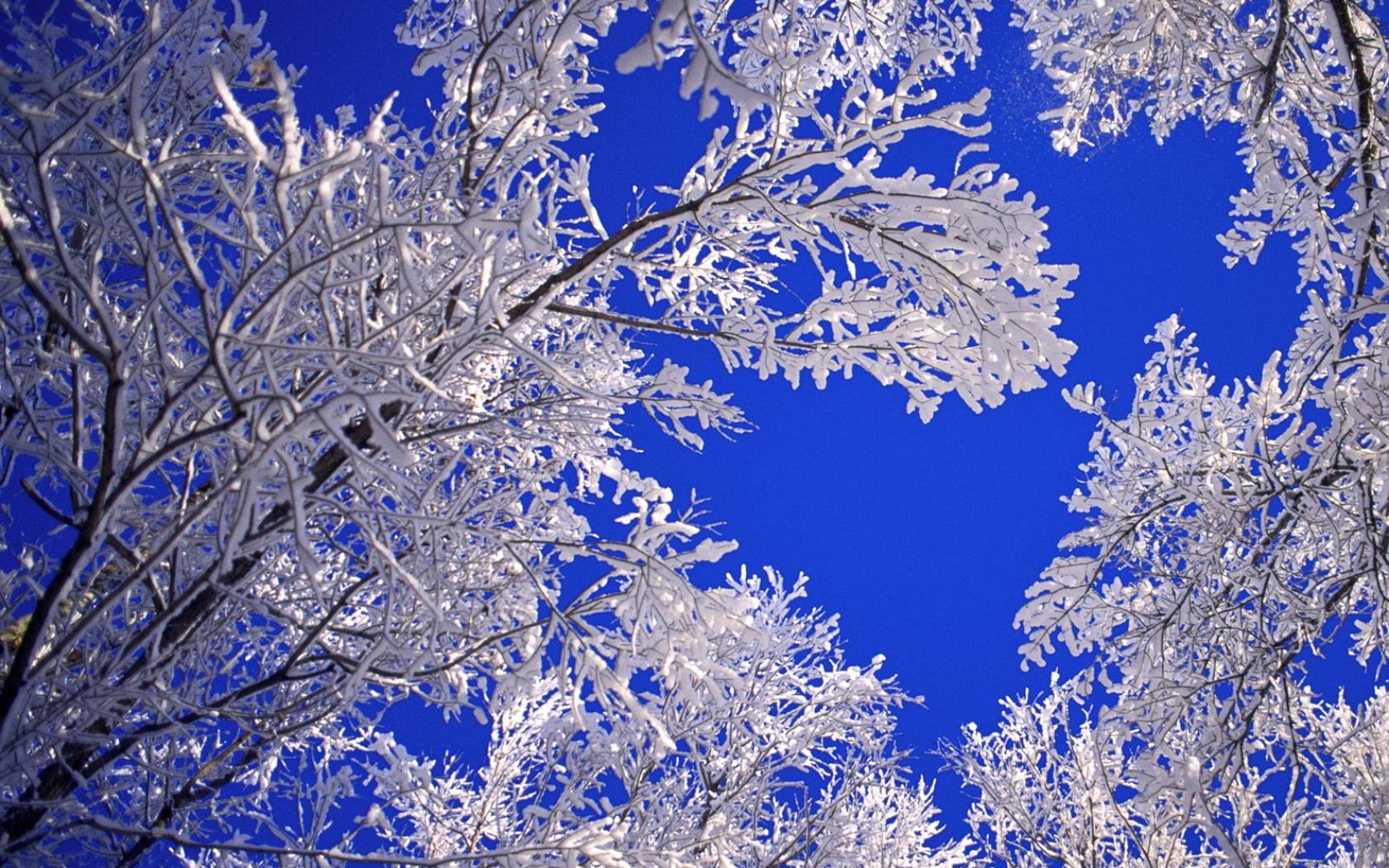 Beautiful Winter Tree HD Wallpaper | Wallpup.com