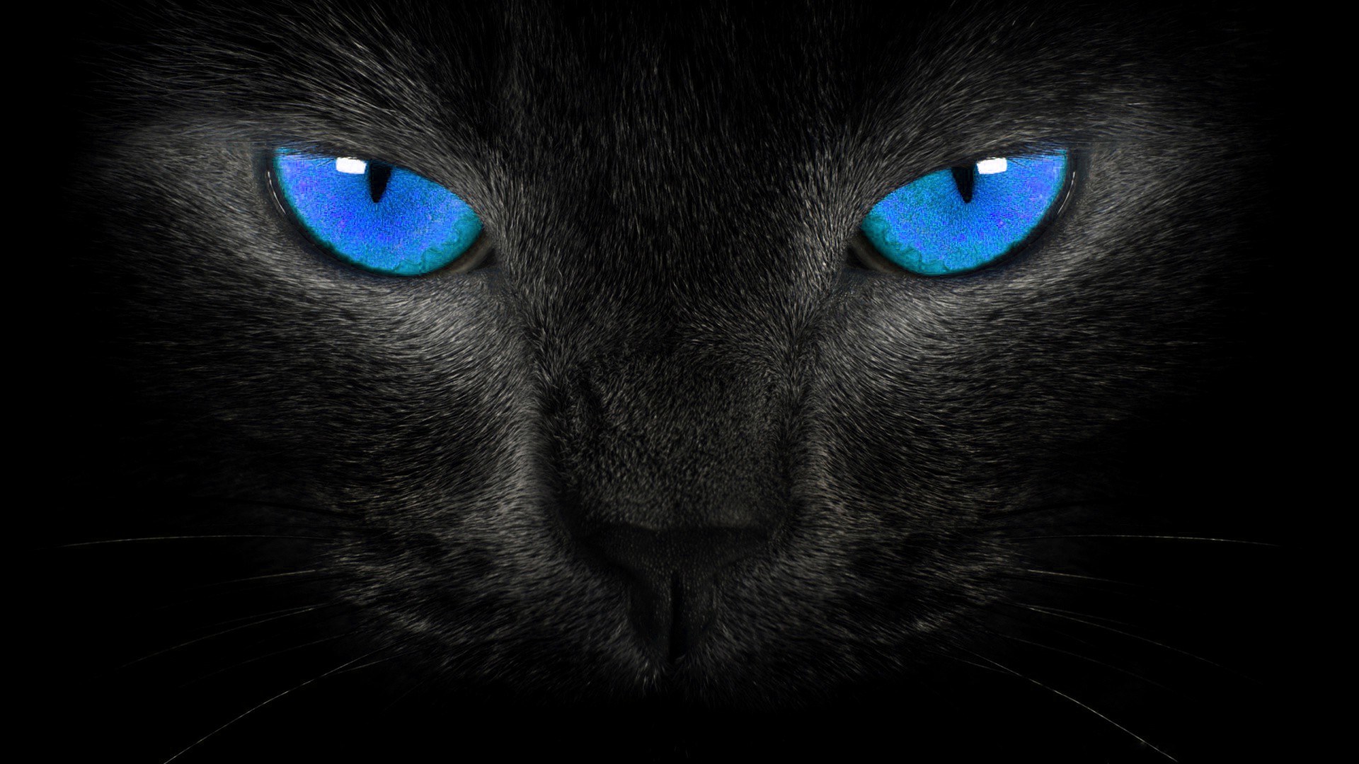 Black Cat Eyes Wallpaper | Wallpup.com
