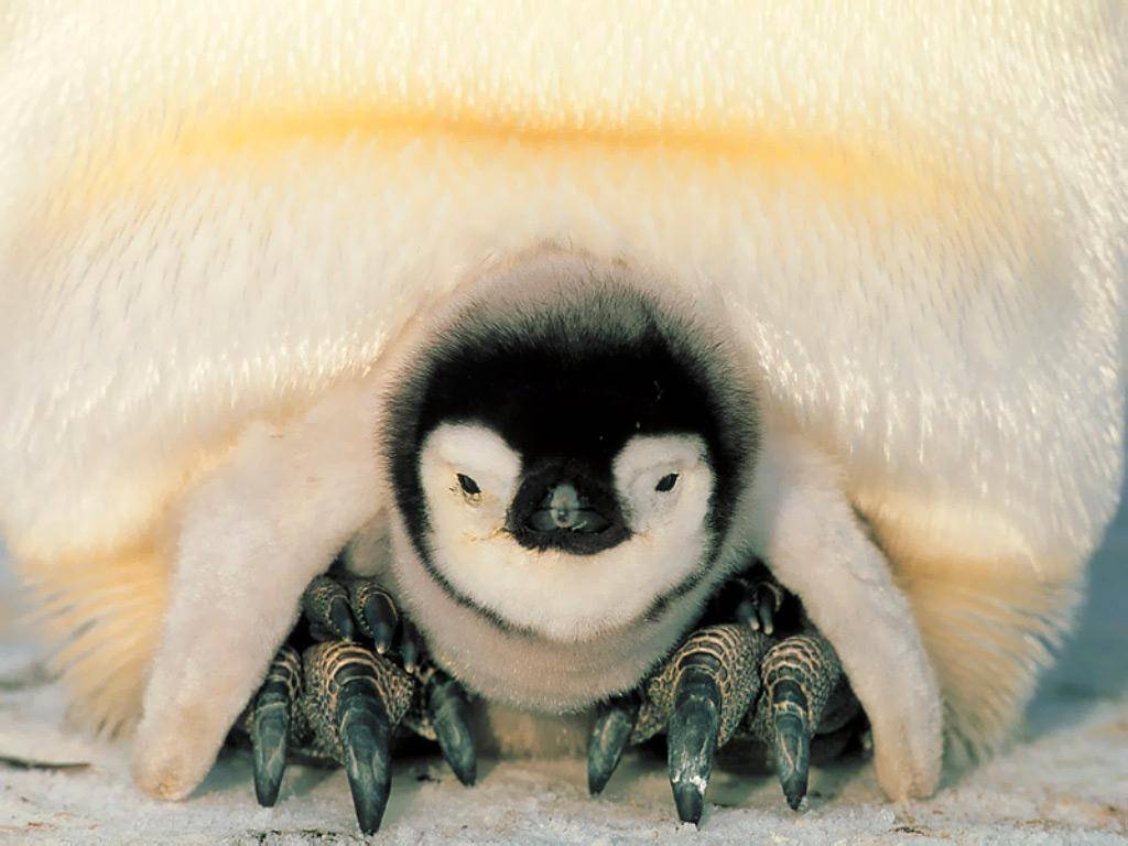Cute Baby Emperor Penguins HD Wallpaper
