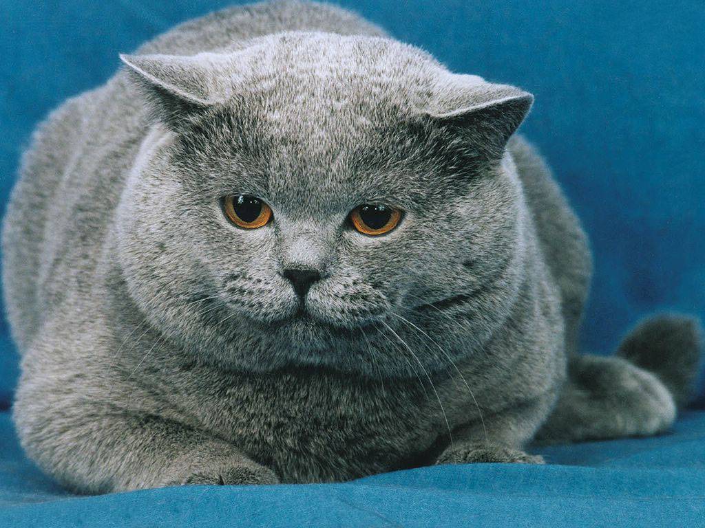 Cute Fat Cat HD Wallpaper | Wallpup.com