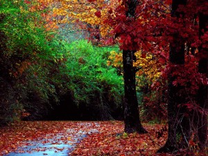 Autumn Forest and Landscape Color