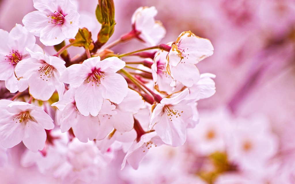 Nature Sakura Flower