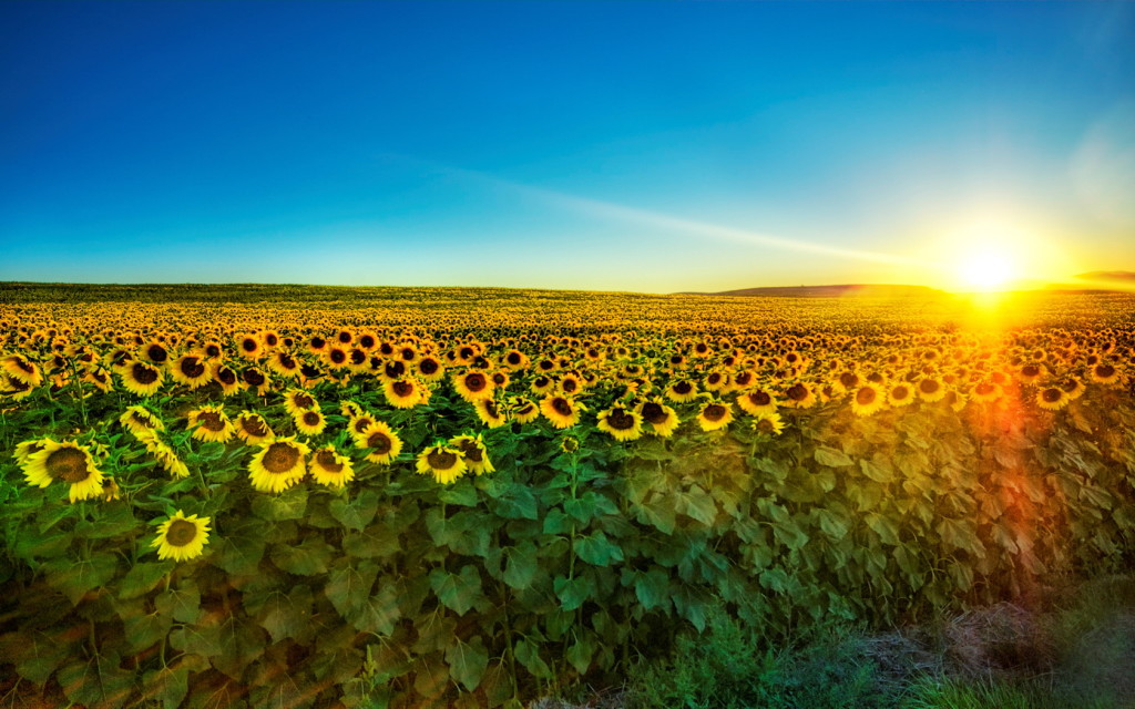 Nature Sunflower field