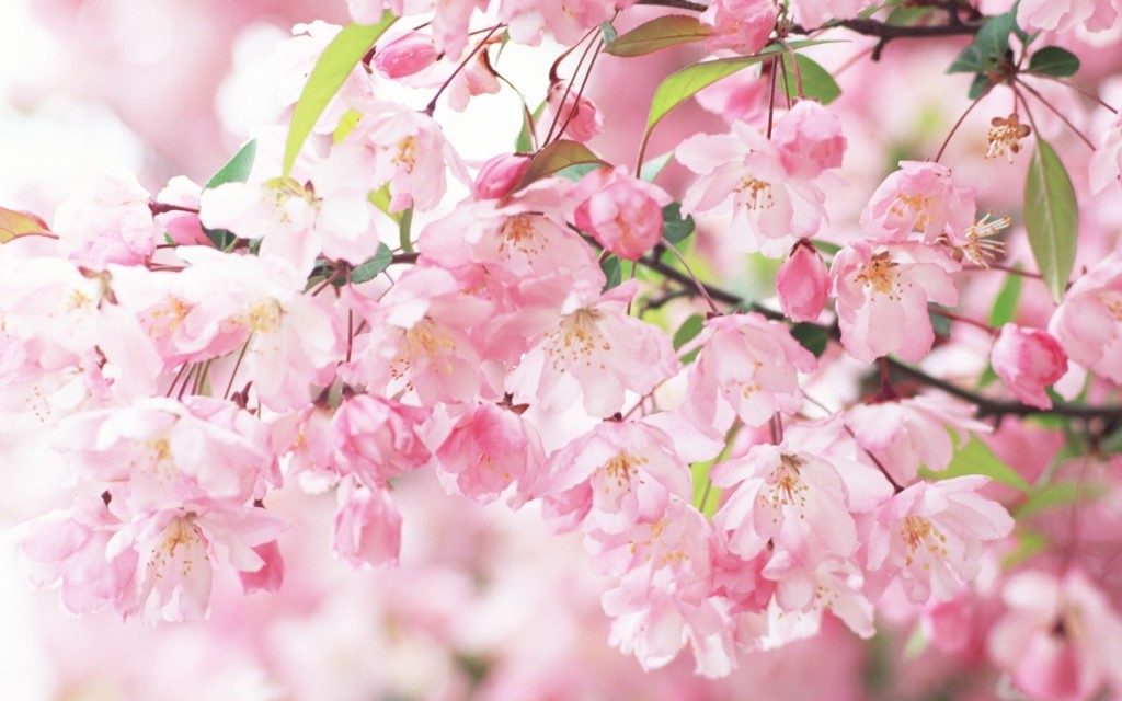 Sakura Spring Flowers Wallpaper