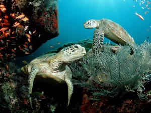 Sea World Turtle Happy