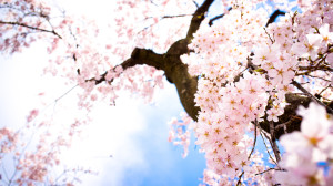 Spring Sakura Wallpaper