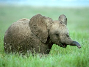 Baby Elephant Wallpaper