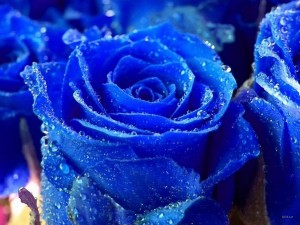 Blue Rose Flower Wallpaper