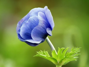 Narute Blue Flower Wallpaper