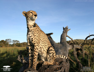 Cheetah Animal