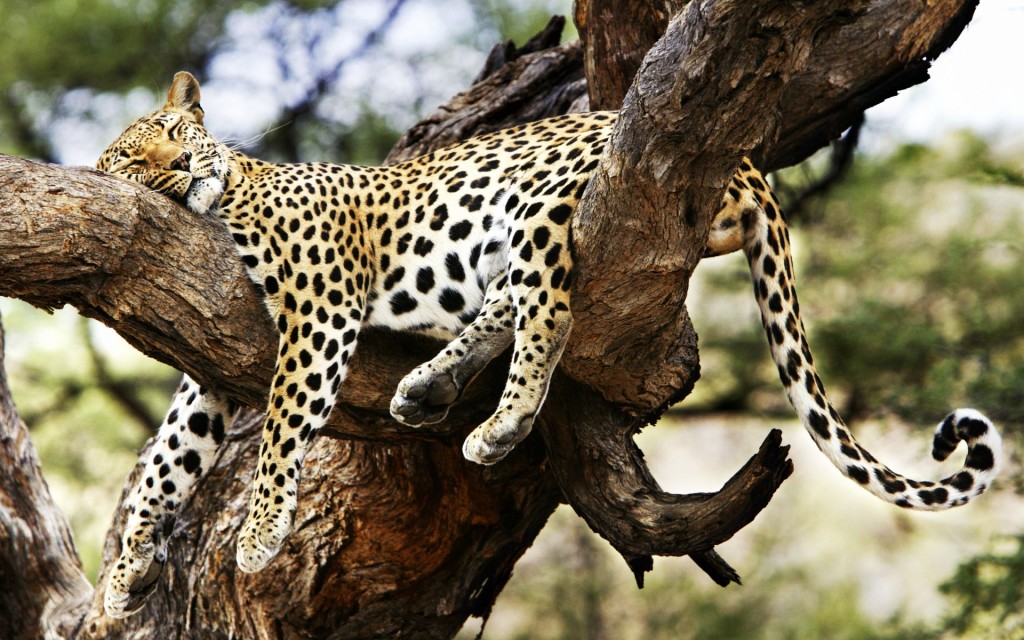 Cheetah Sleeping Wallpaper