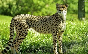 Download Cheetah Wallpaper