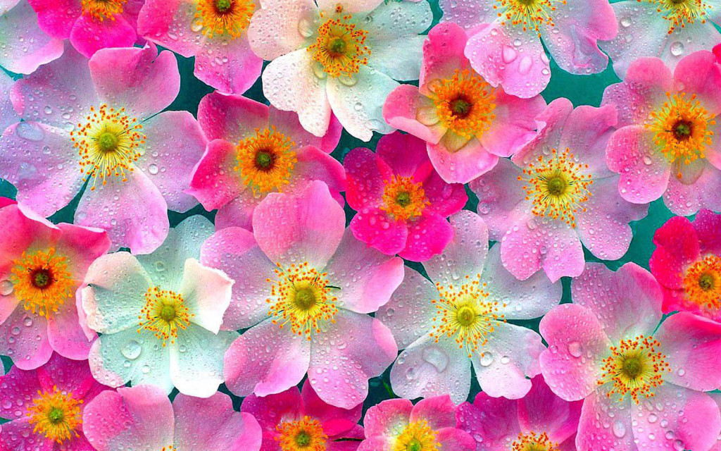 Flowers Pink Wallpaper