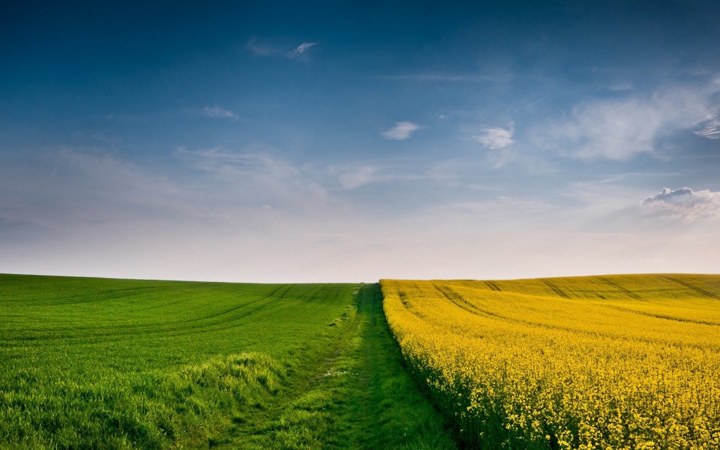 Green and Yellow Fields Wallpaper