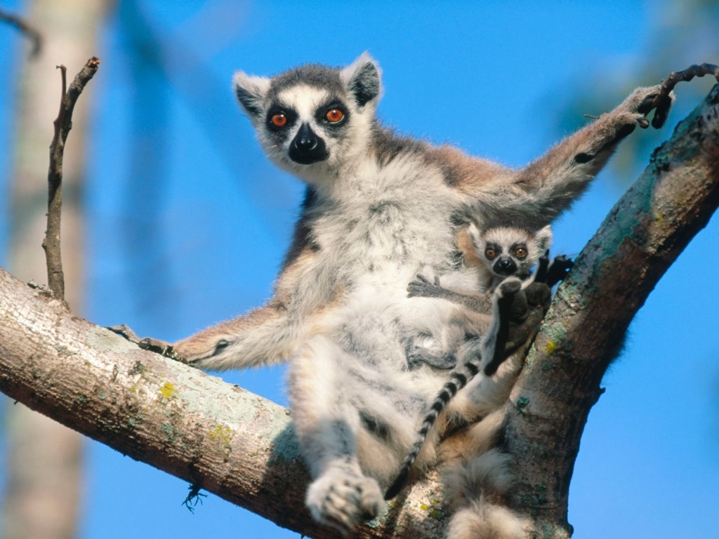Lemurs HD