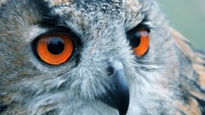 Owl Eyes Wallpaper