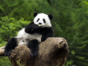 Panda Wallpaper HD