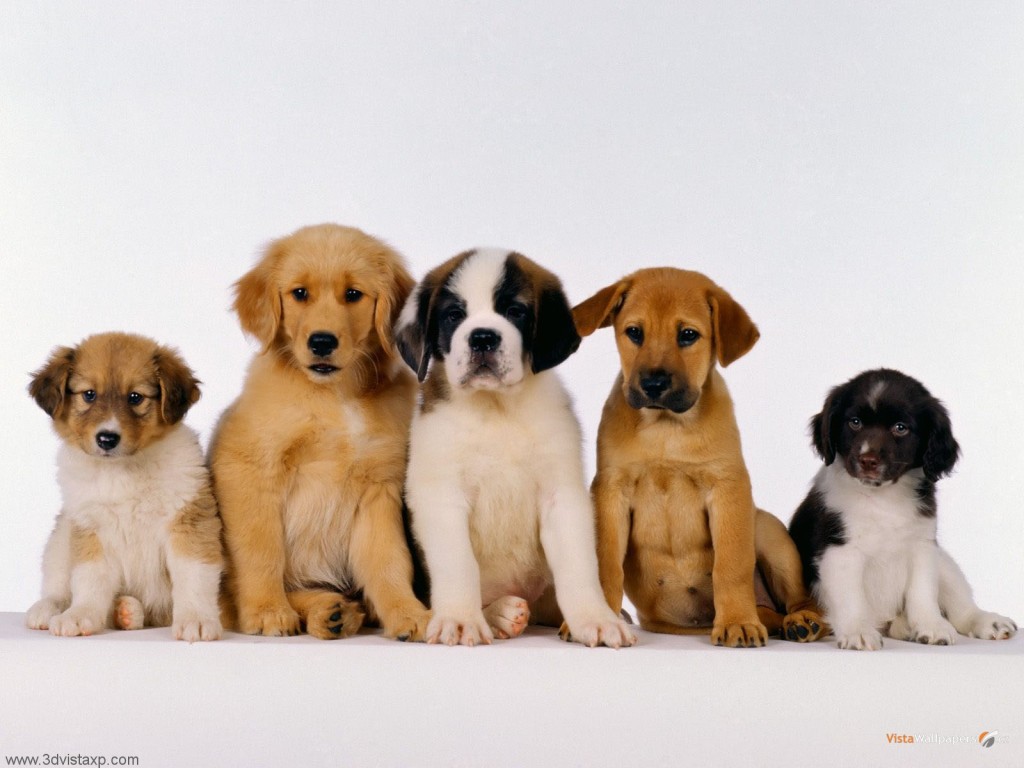 Puppies Dog Wallpaper