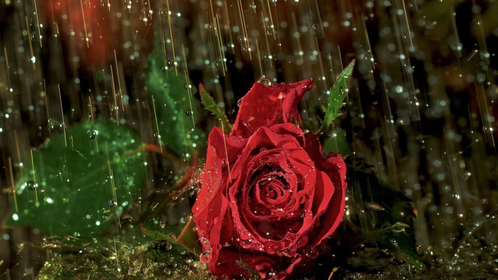 Rose in Rain Wallpaper