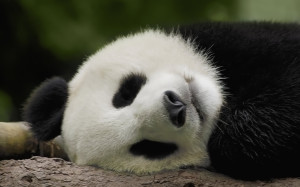 Sleeping Panda Wallpaper