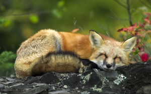 Sleeping Red Fox Wallpaper