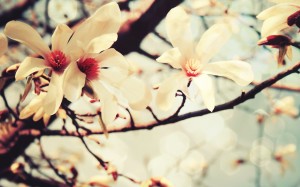 Spring Flowers Wallpaper HD