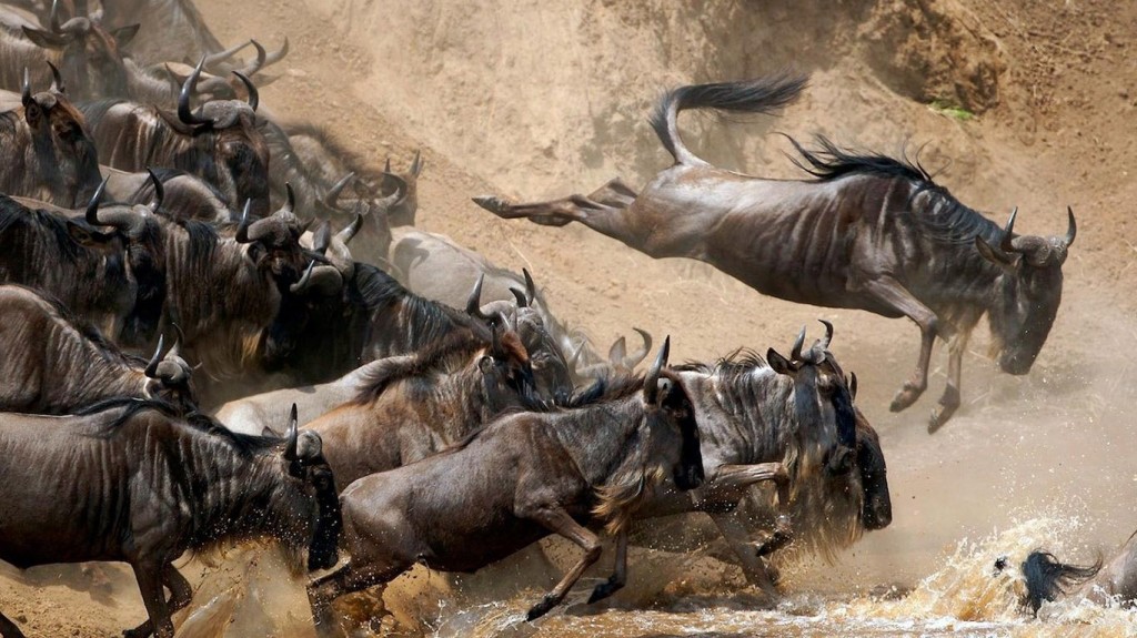 Wildebeests Crossing River